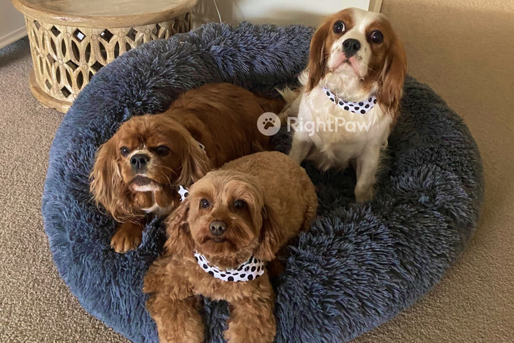 Milmax Cavoodles / Theodores
