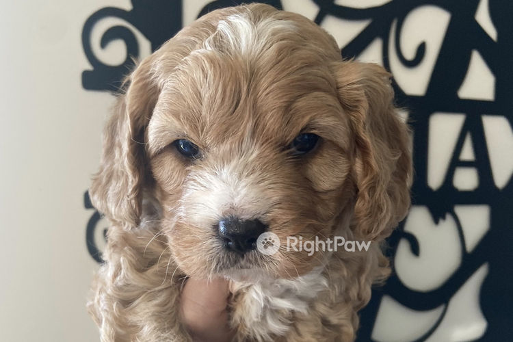 Milmax Cavoodles / Theodores