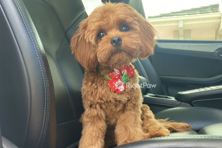 Milmax Cavoodles / Theodores