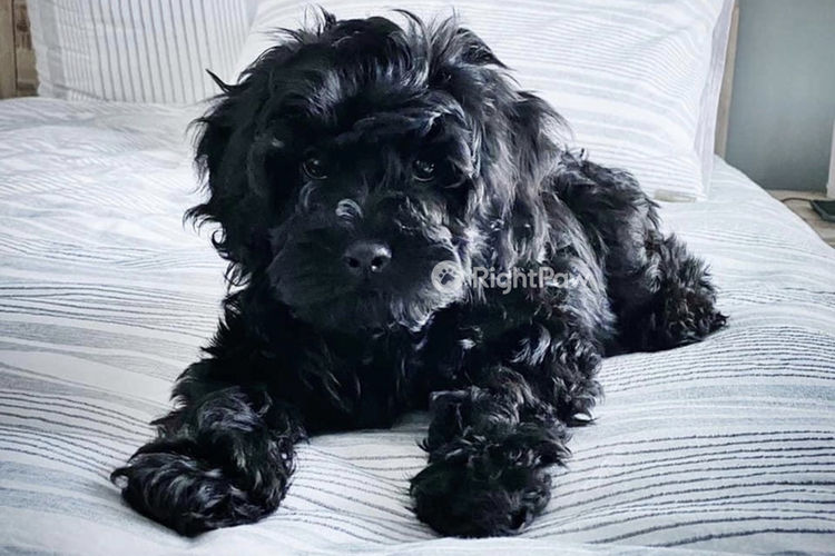 Milmax Cavoodles / Theodores