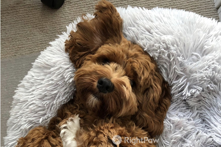 Milmax Cavoodles / Theodores