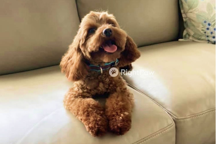 Milmax Cavoodles / Theodores