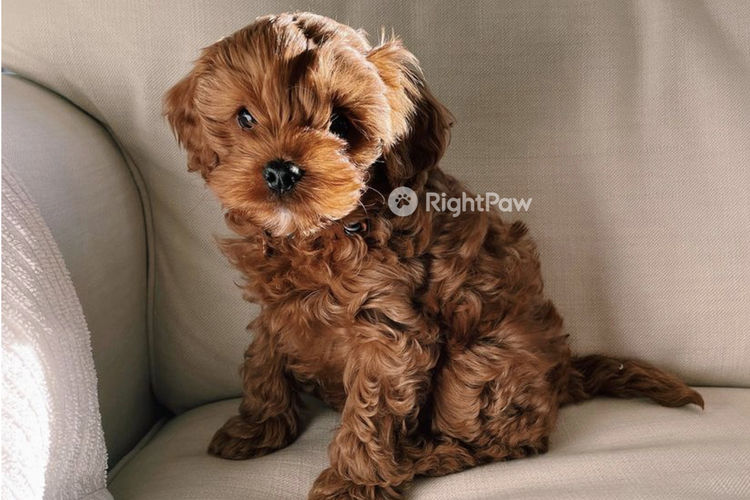 Milmax Cavoodles / Theodores