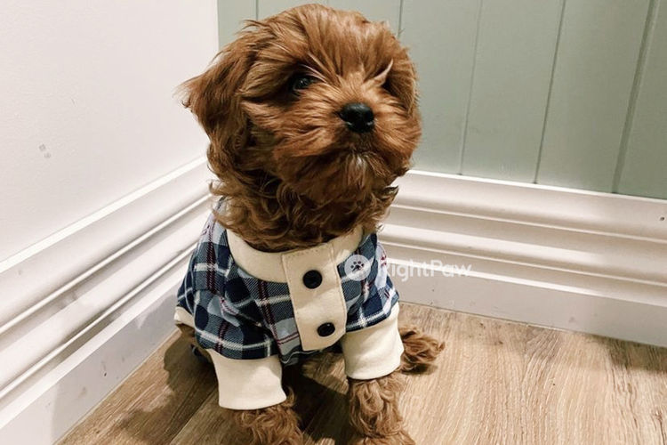 Milmax Cavoodles / Theodores