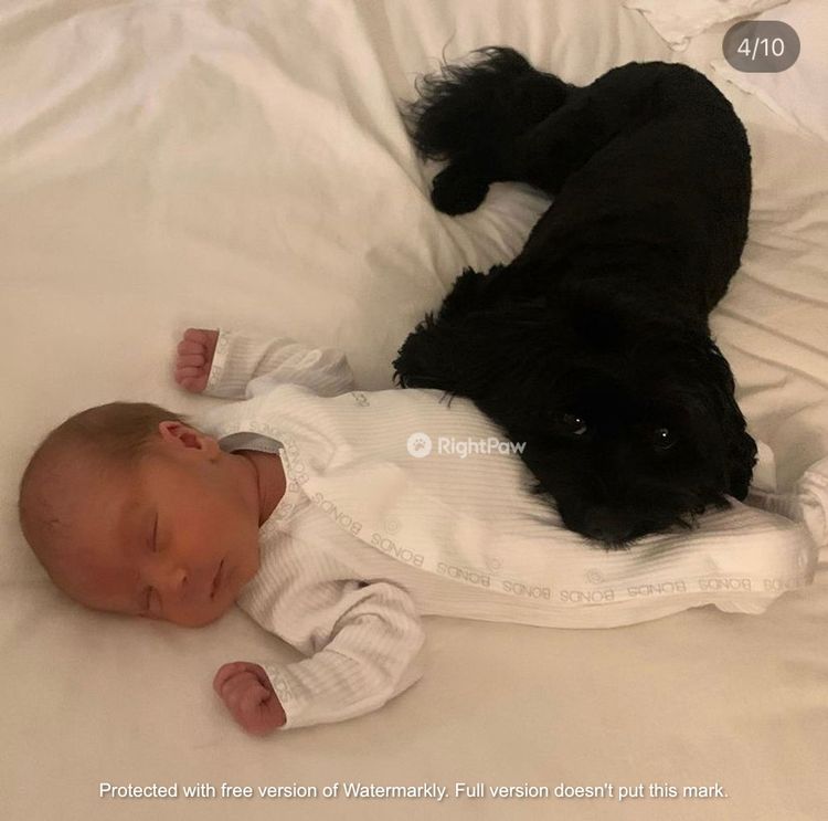 Milmax Cavoodles / Theodores