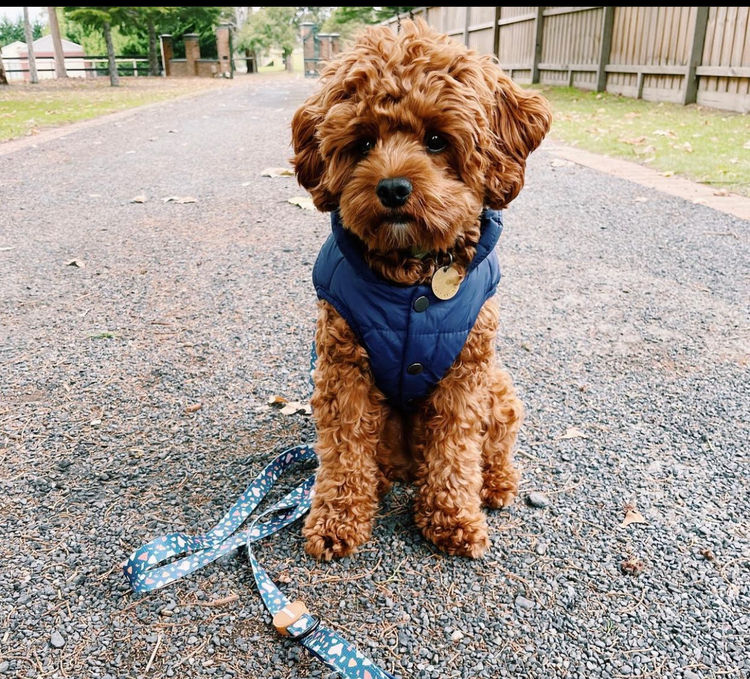 Milmax Cavoodles / Theodores