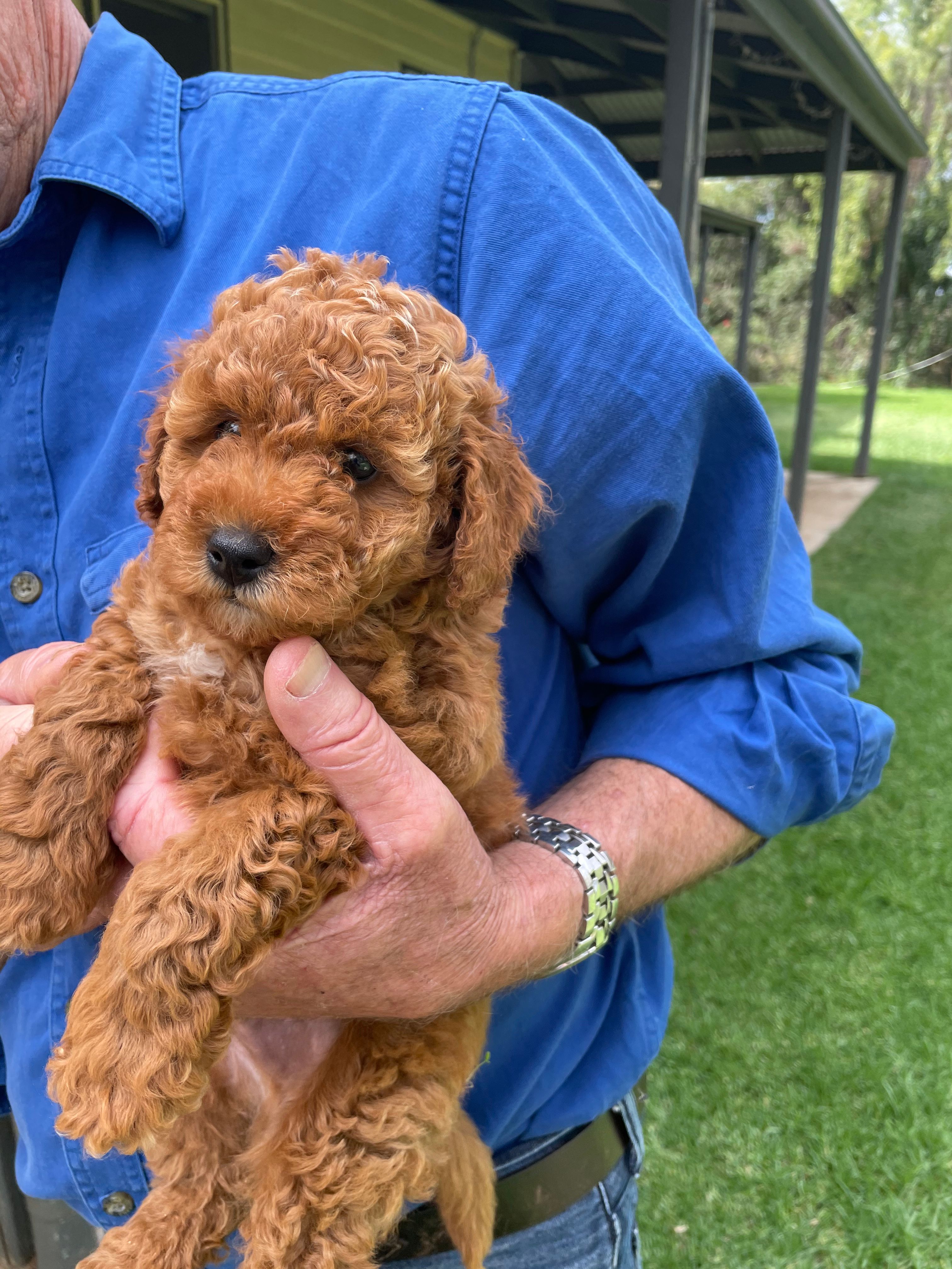 red mini poodle for sale near me