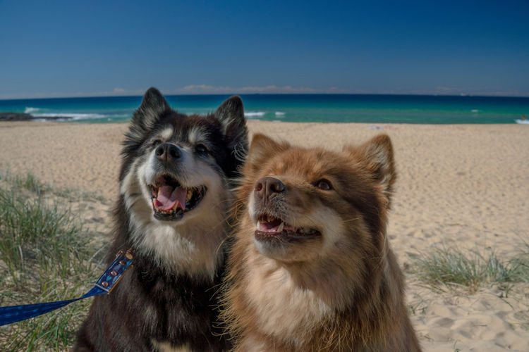 Theldaroy Finnish Lapphunds