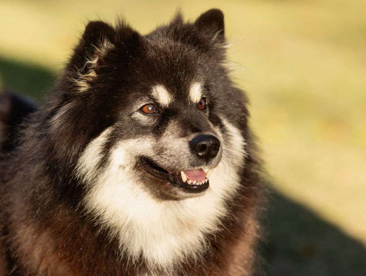 Theldaroy Finnish Lapphunds