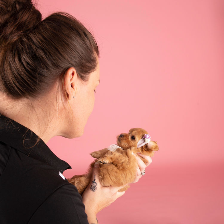 Loveable Cavoodles/Theodores