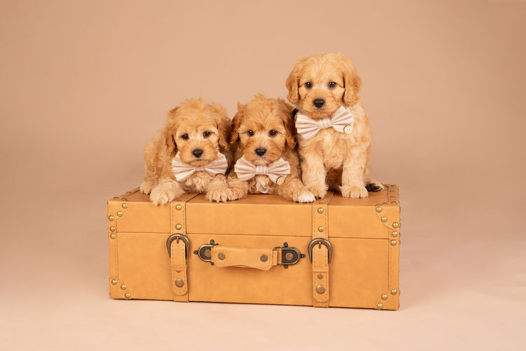 Loveable Cavoodles/Theodores
