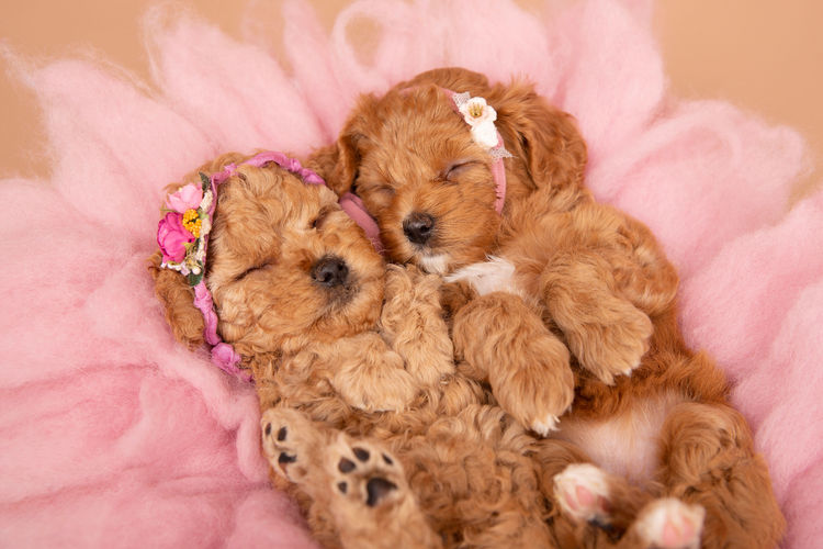 Loveable Cavoodles/Theodores