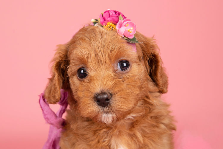 Loveable Cavoodles/Theodores