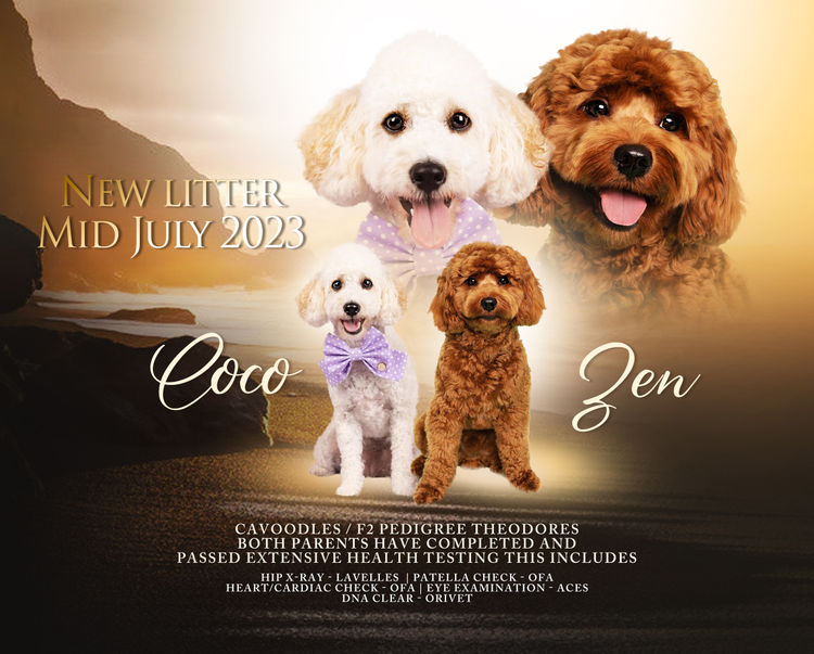 Loveable Cavoodles/Theodores