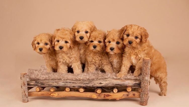 Loveable Cavoodles/Theodores