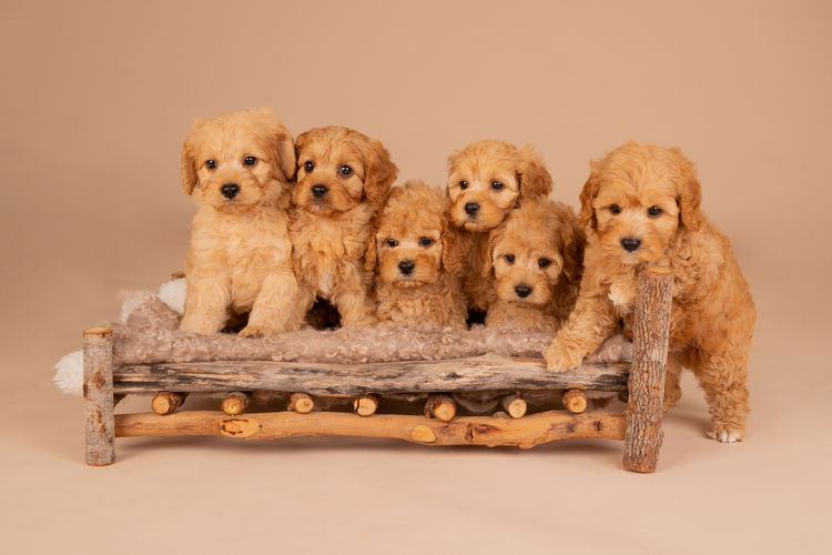 Loveable Cavoodles/Theodores