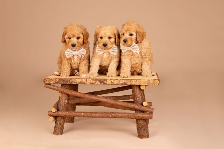 Loveable Cavoodles/Theodores