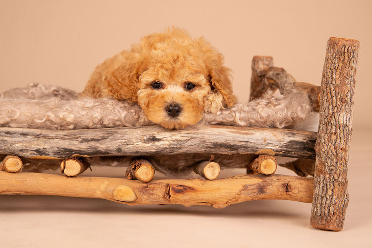 Loveable Cavoodles/Theodores