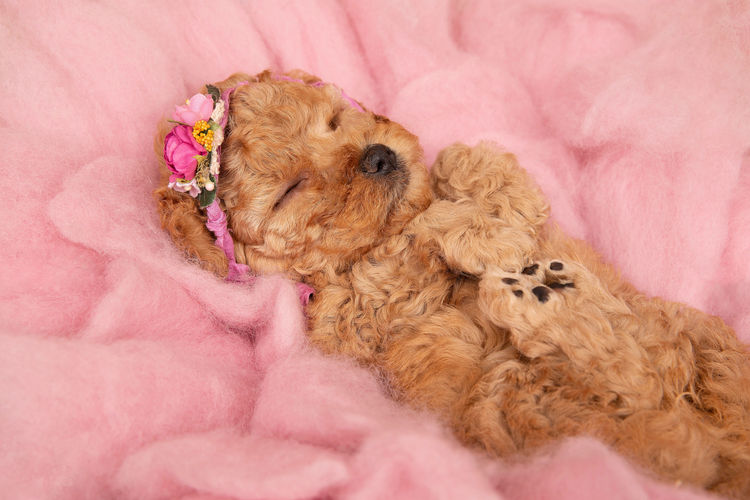 Loveable Cavoodles/Theodores