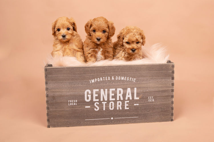 Loveable Cavoodles/Theodores