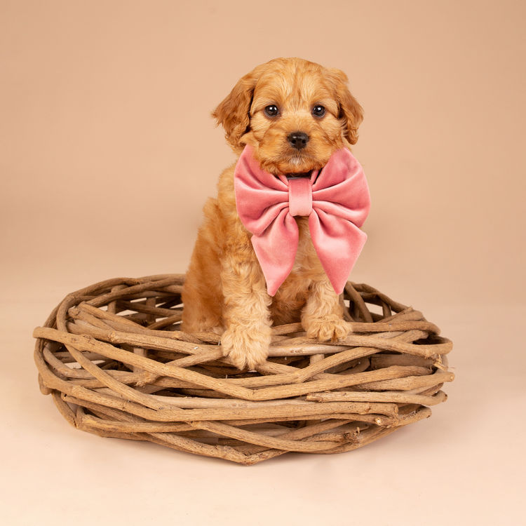 Loveable Cavoodles/Theodores