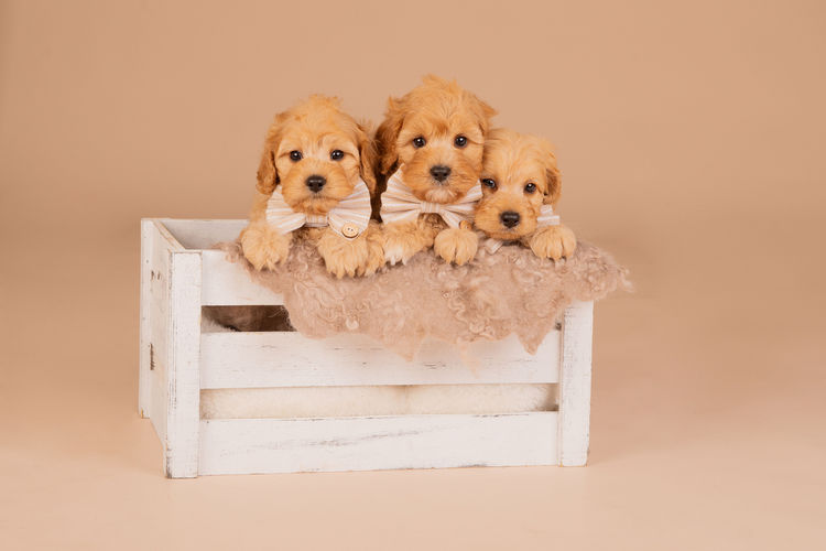 Loveable Cavoodles/Theodores