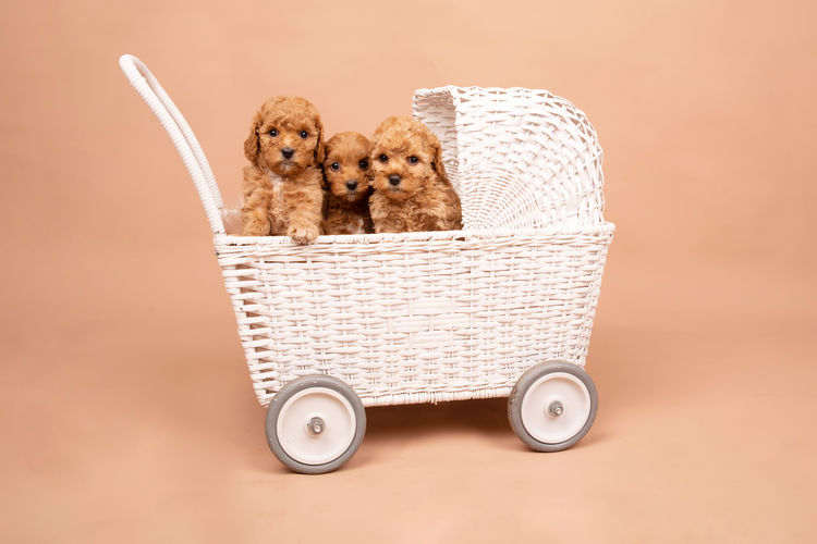 Loveable Cavoodles/Theodores