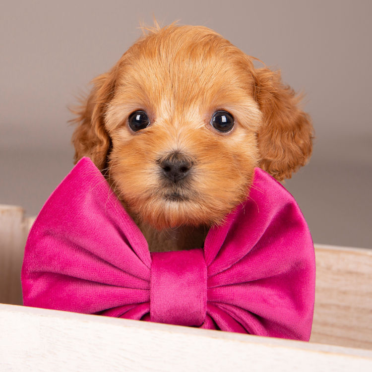 Loveable Cavoodles/Theodores