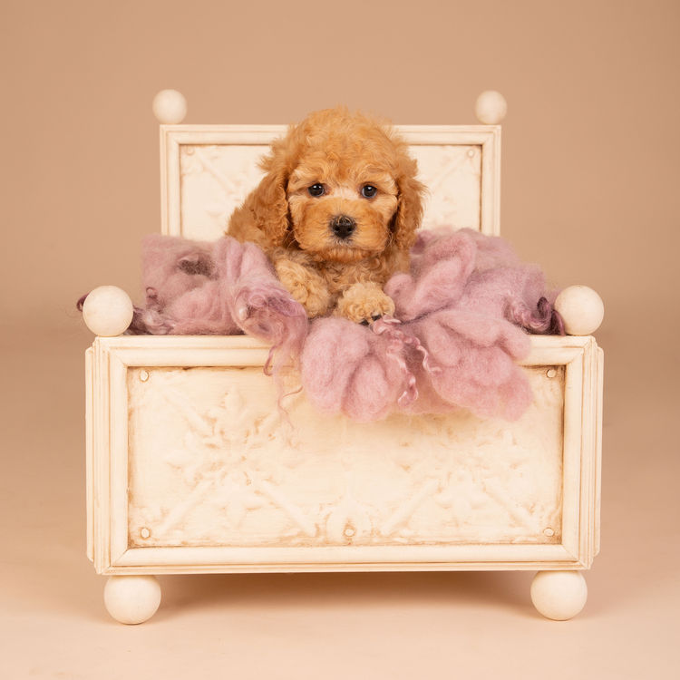 Loveable Cavoodles/Theodores