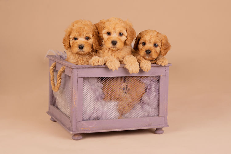 Loveable Cavoodles/Theodores