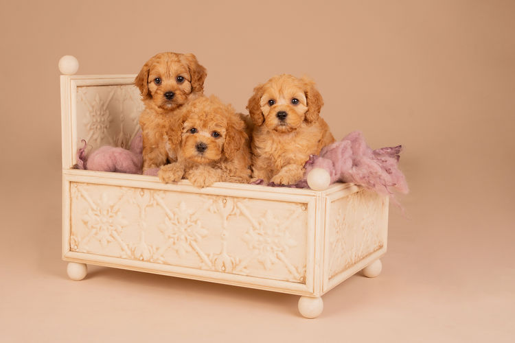Loveable Cavoodles/Theodores