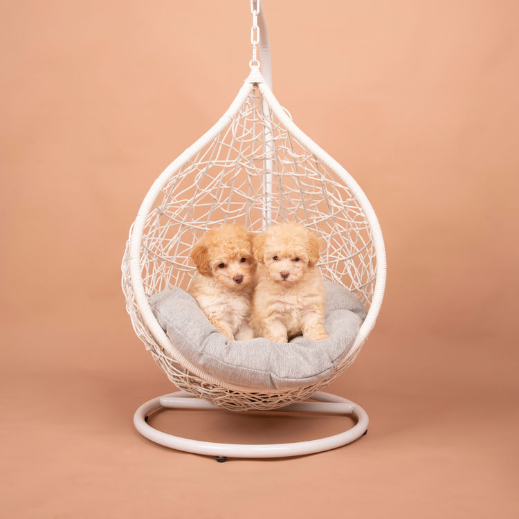 Loveable Moodles