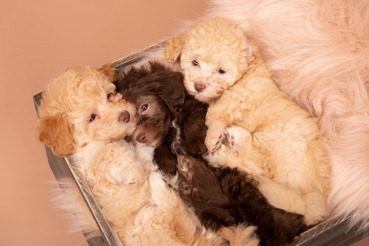 Loveable Moodles