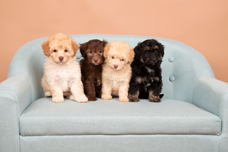 Loveable Moodles