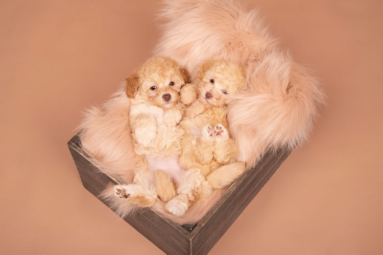 Loveable Moodles