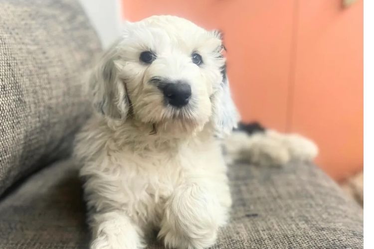 Melbourne Oodles Sheepadoodles