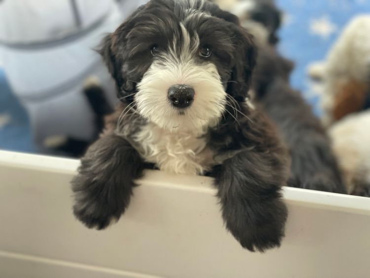 Melbourne Oodles Sheepadoodles