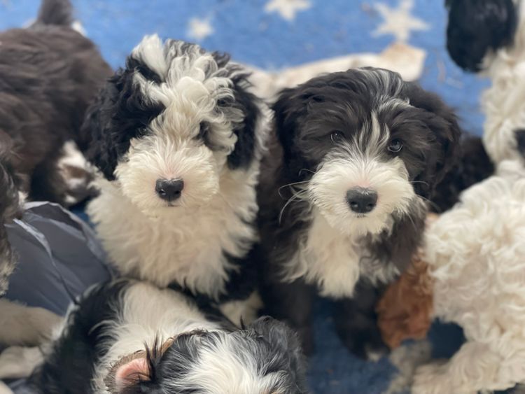 Melbourne Oodles Sheepadoodles