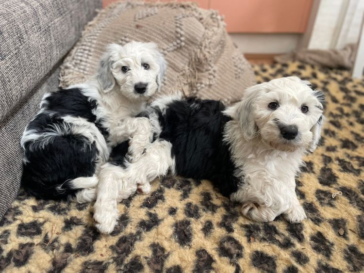 Melbourne Oodles Sheepadoodles