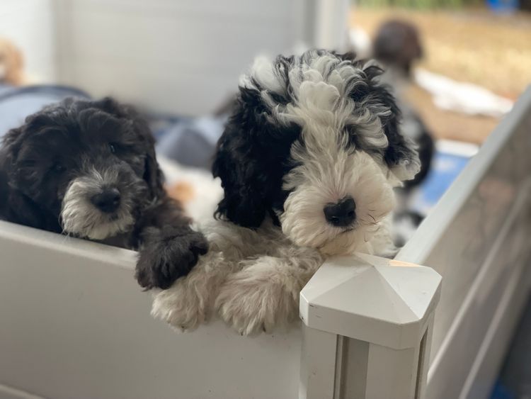Melbourne Oodles Sheepadoodles
