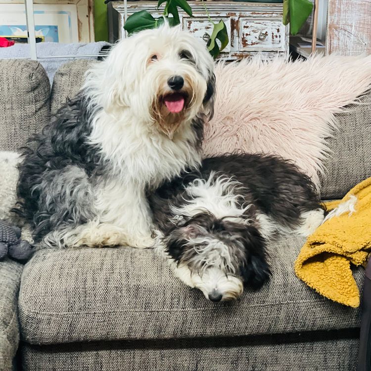 Melbourne Oodles Sheepadoodles
