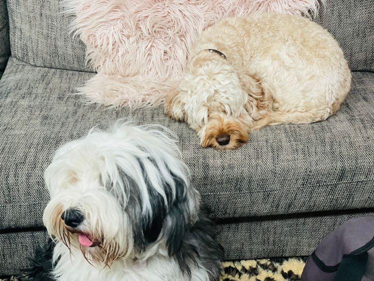 Melbourne Oodles Sheepadoodles