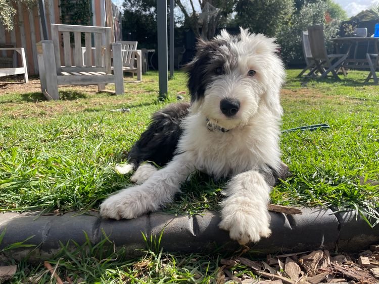 Melbourne Oodles Sheepadoodles