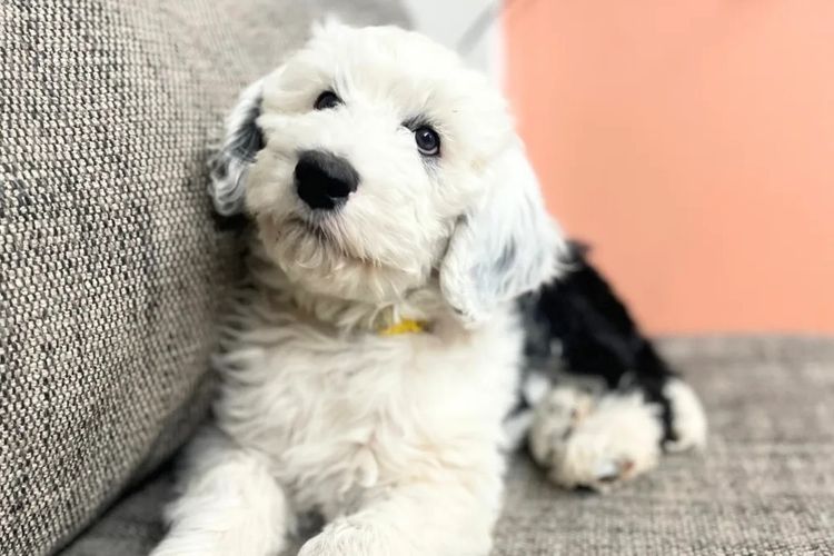 Melbourne Oodles Sheepadoodles