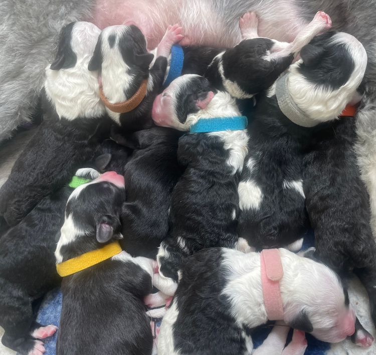 Melbourne Oodles Sheepadoodles