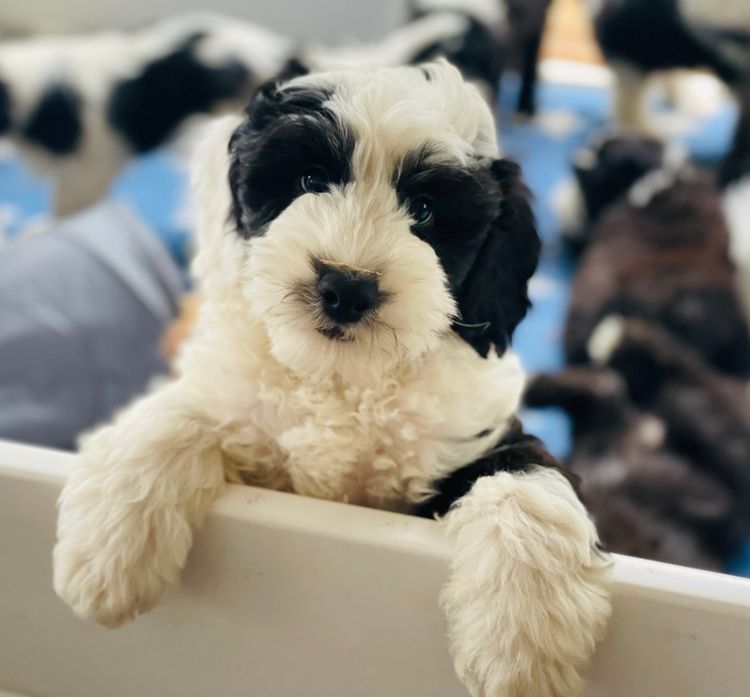 Melbourne Oodles Sheepadoodles