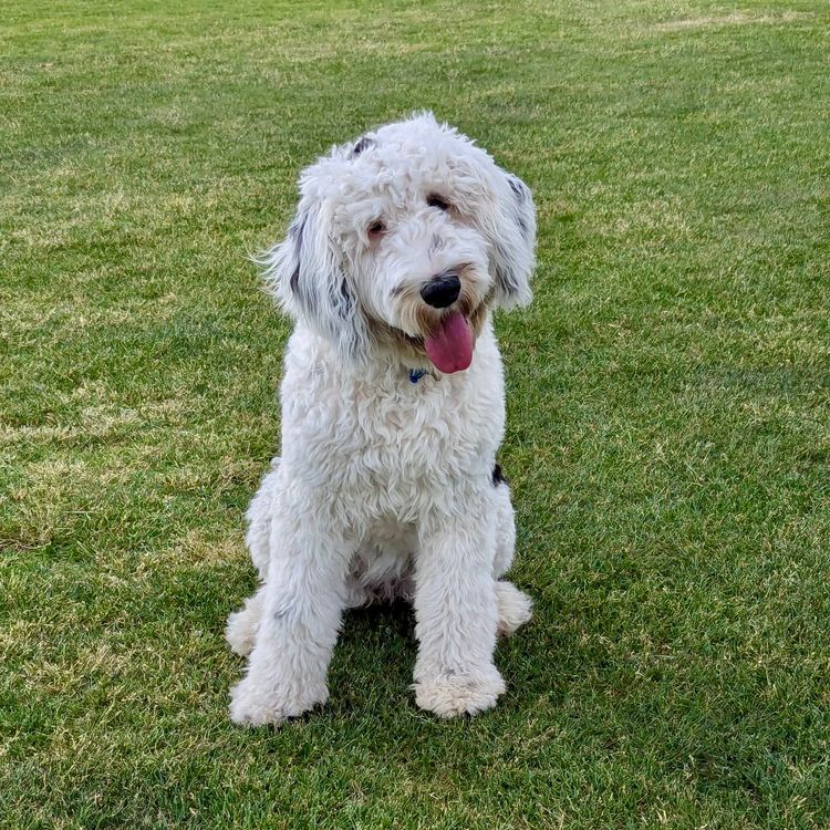 Melbourne Oodles Sheepadoodles