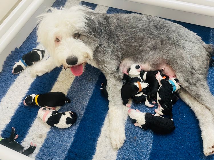 Melbourne Oodles Sheepadoodles