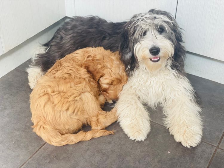 Melbourne Oodles Sheepadoodles