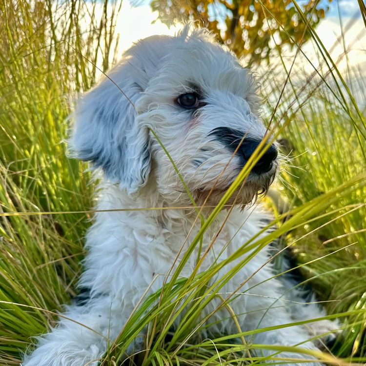 Melbourne Oodles Sheepadoodles